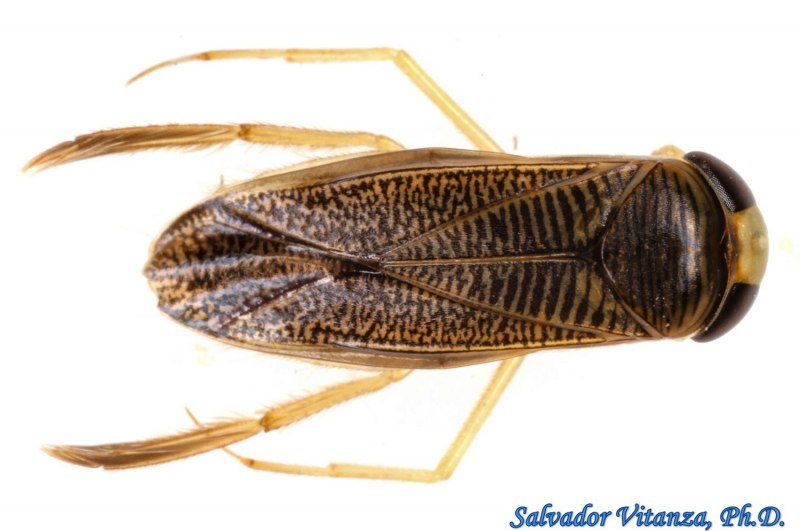 Lethocerus patruelis Водный клоп