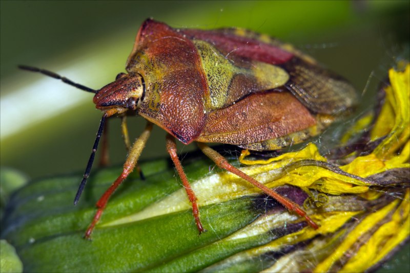 Cymatia coleoptrata