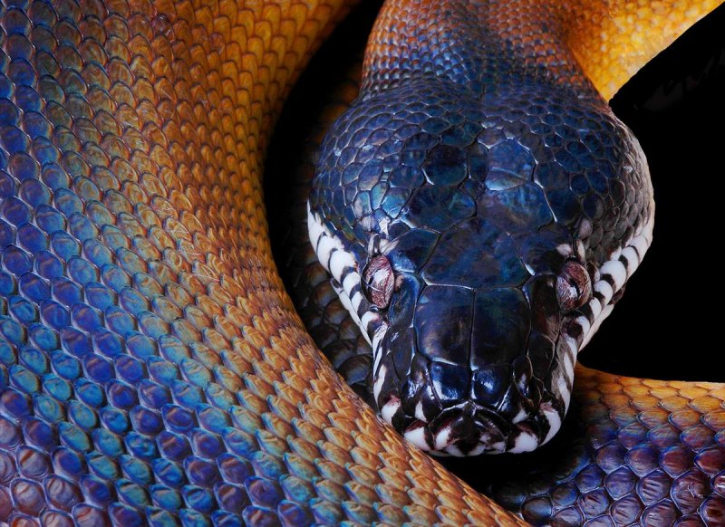 Белогубый питон (Bothrochilus albertisii)