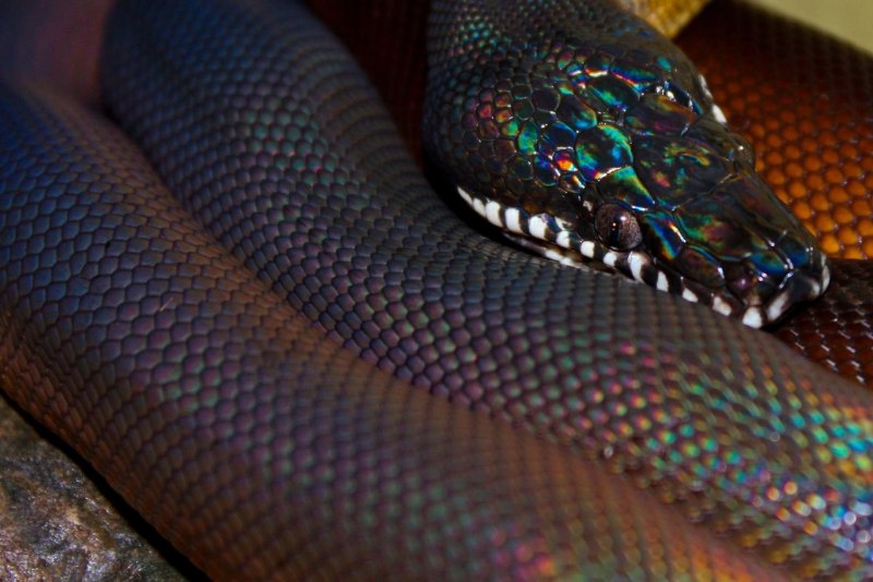 Белогубый питон (Bothrochilus albertisii)