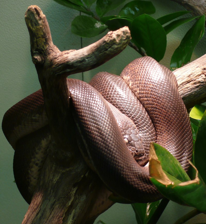 Белогубый питон (Bothrochilus albertisii)
