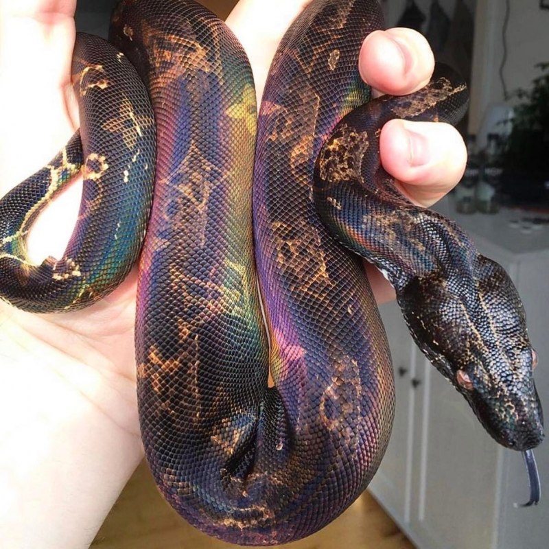 Лучистая змея Xenopeltis Unicolor