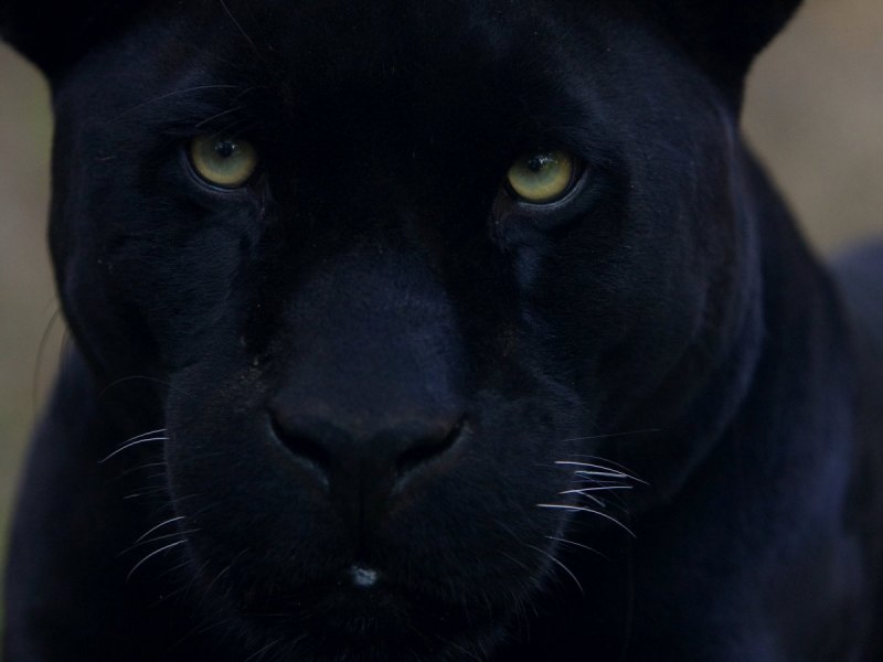 Wild Panther