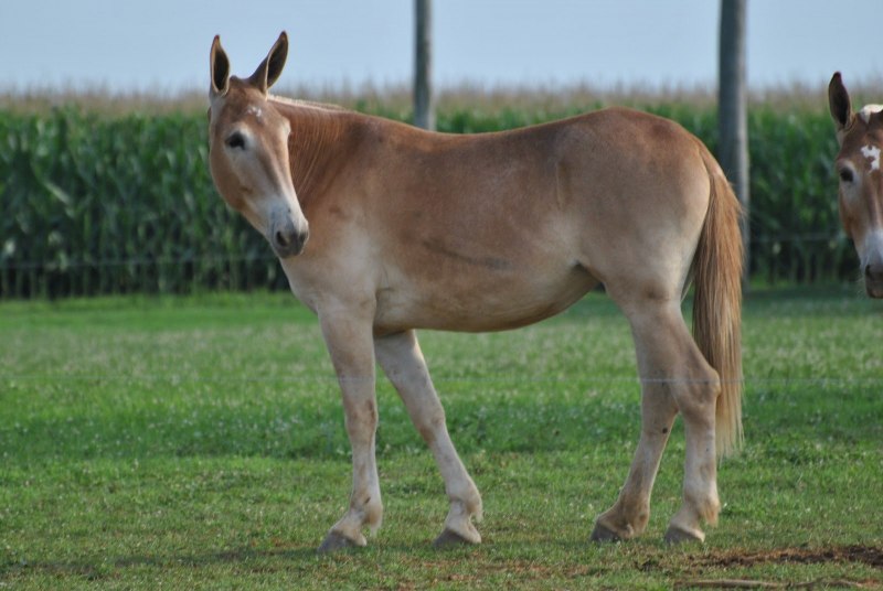 Домашний осёл (Equus asinus)