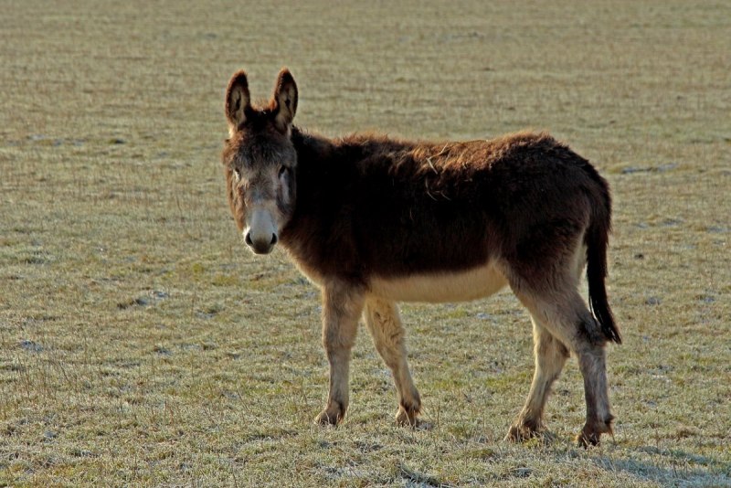 Equus hemionus kulan