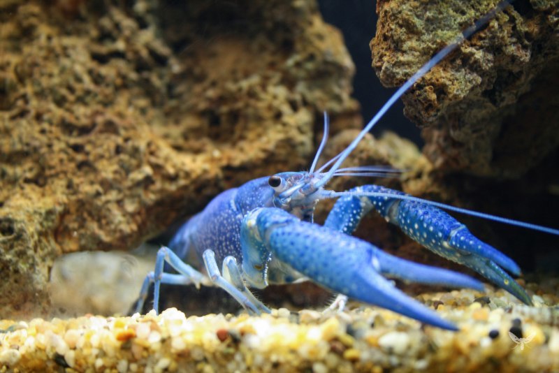 Procambarus alleni синий Флоридский рак.