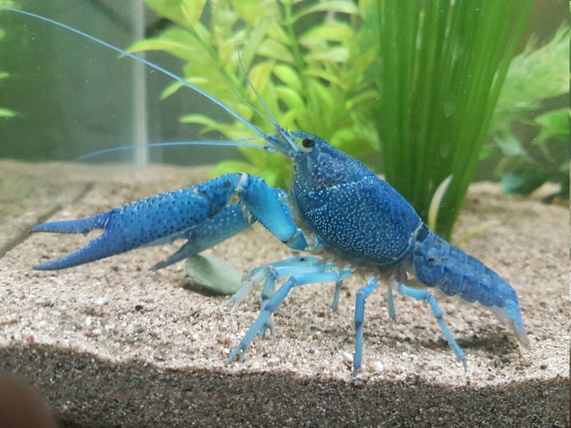 Кубинские голубые (Procambarus Cubensis