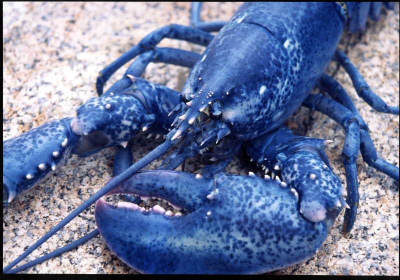Procambarus alleni синий Флоридский рак.