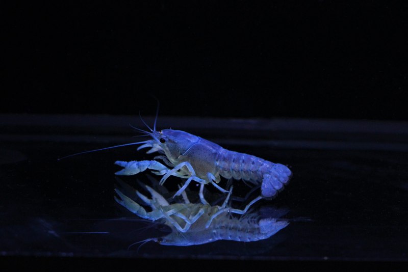 Cherax boesemani