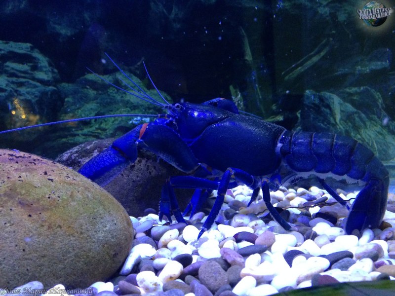 Procambarus alleni синий Флоридский рак.