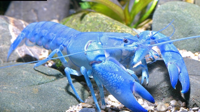 Procambarus Cubensis