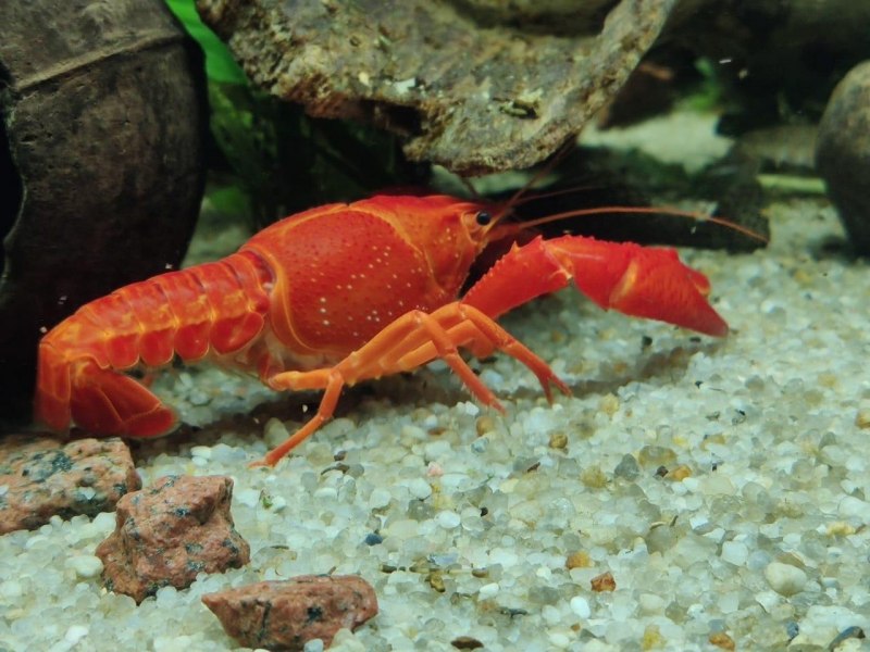 Procambarus clarkii