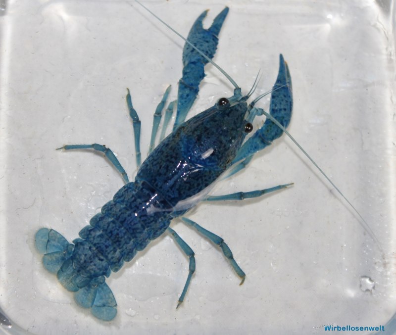 Blue Crayfish