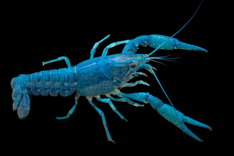 Cherax boesemani
