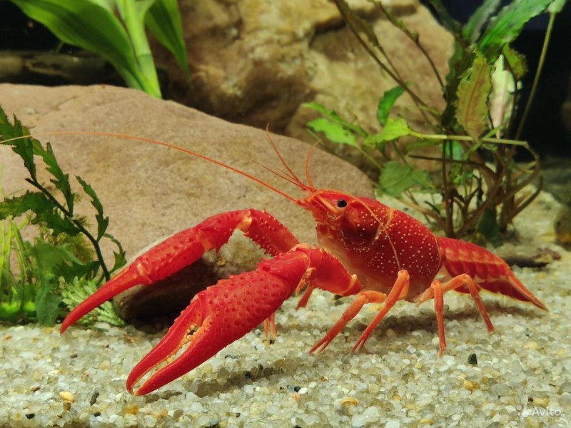 Procambarus alleni синий Флоридский рак.