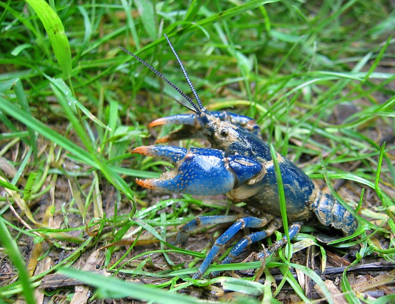 Procambarus Cubensis