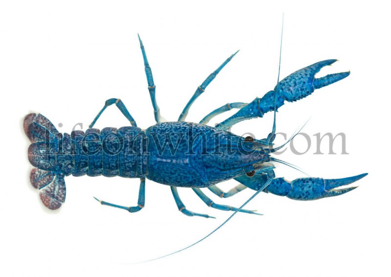 Procambarus alleni синий Флоридский рак.