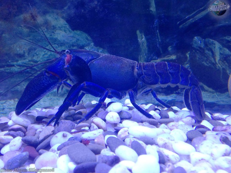 Cherax holthuisi