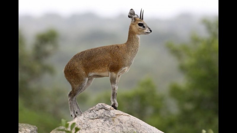 Oreotragus oreotragus