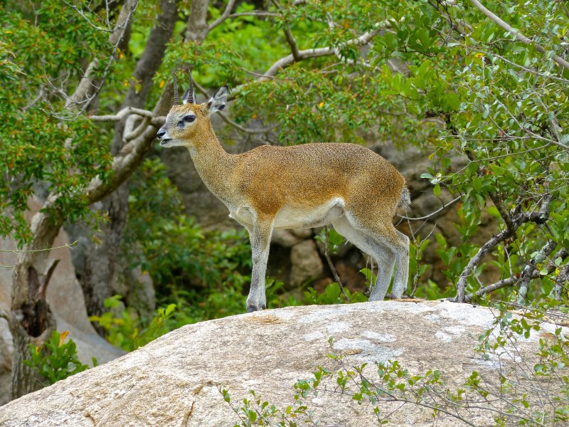 Антилопа Tetracerus quadricornis