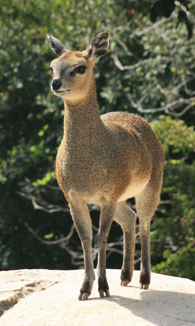 Спрингбок Antidorcas marsupialis