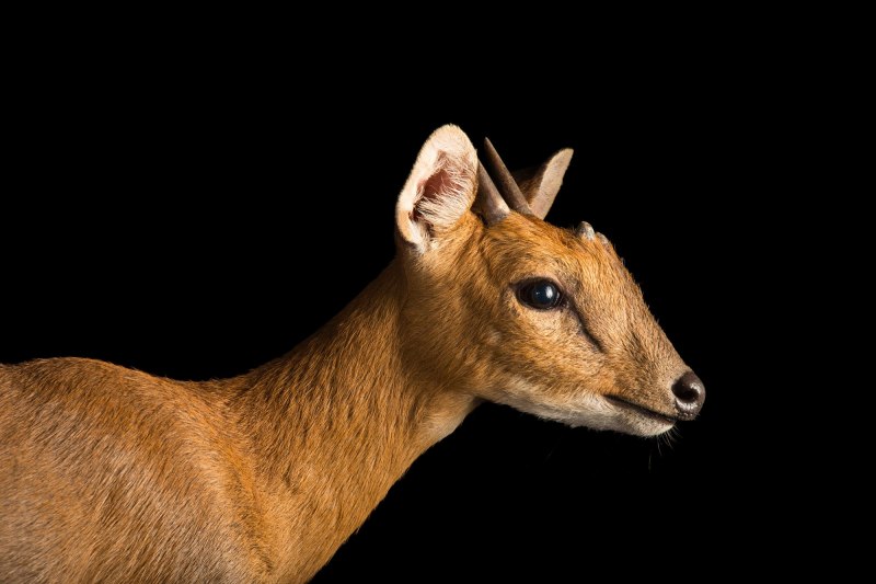 Спрингбок Antidorcas marsupialis