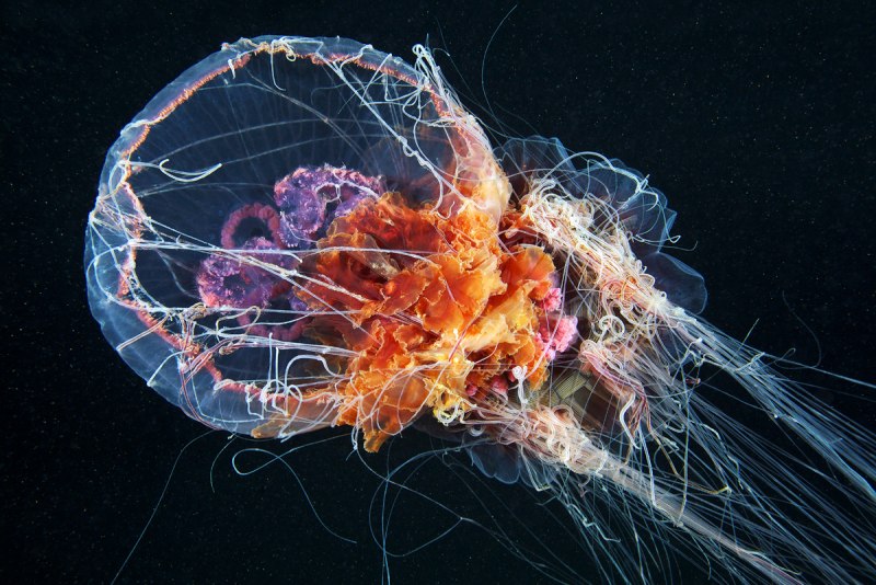 Lion Mane Jellyfish