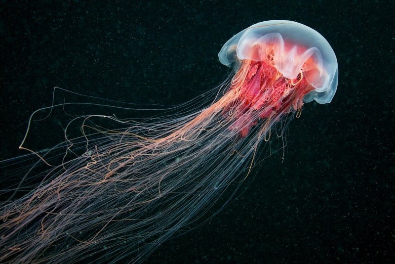 Волосистая медуза (66 фото)