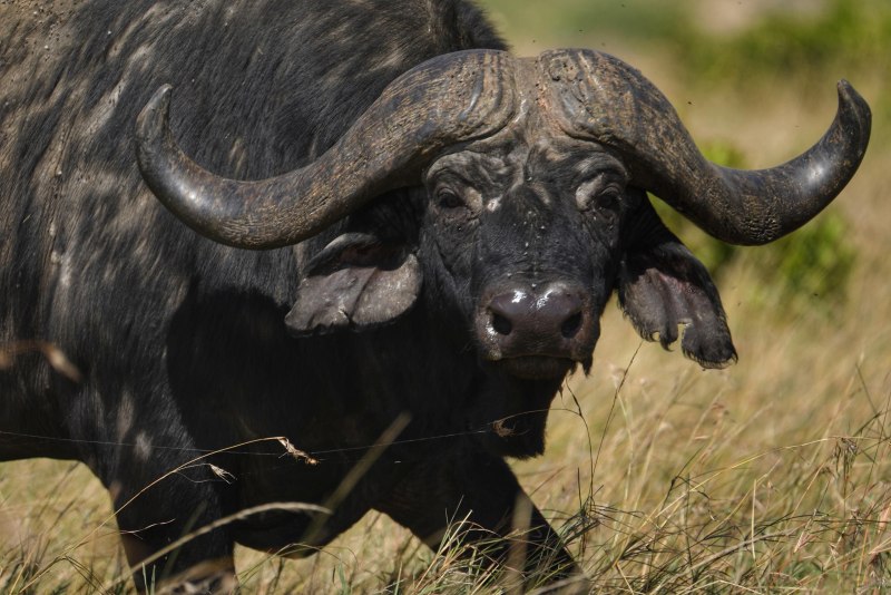 Buffalo Buffalo Buffalo Buffalo Buffalo Buffalo Buffalo Buffalo