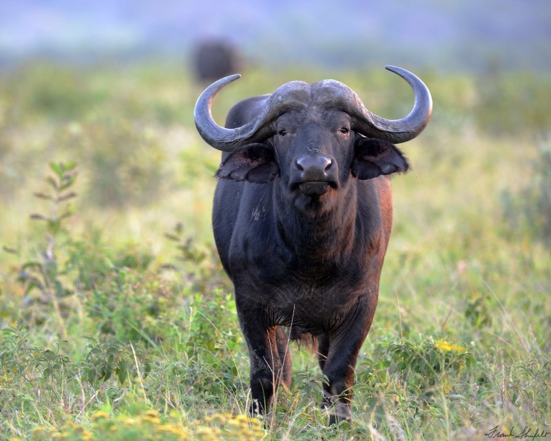 Buffalo Buffalo Buffalo Buffalo Buffalo Buffalo Buffalo Buffalo