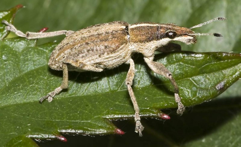 Hypera rumicis