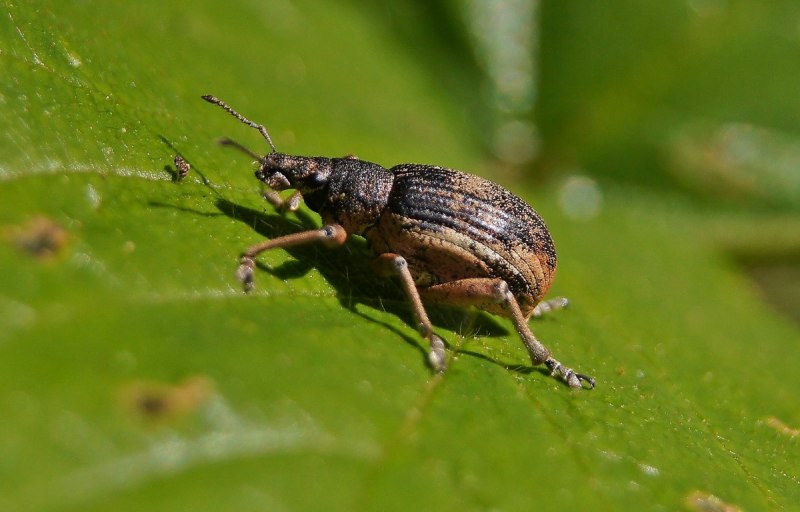 Sitona lineatus