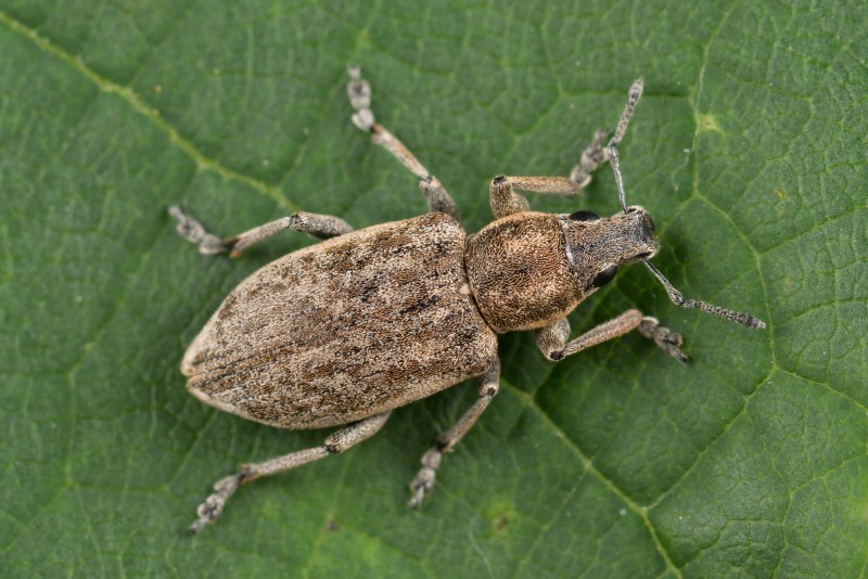 Apion frumentarium Жук