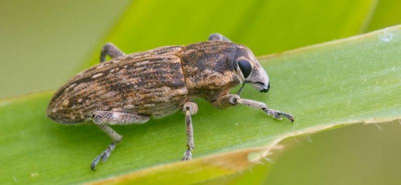 Березовый листовой долгоносик Phyllobius argentatus