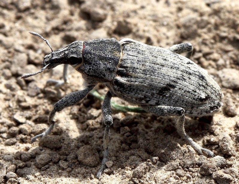 Idae name