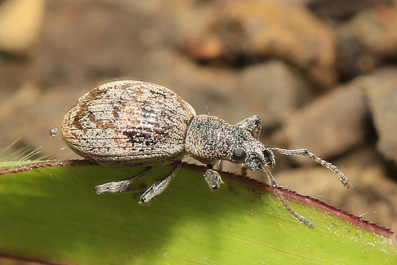 Серый свекловичный долгоносик Tanymecus palliatus