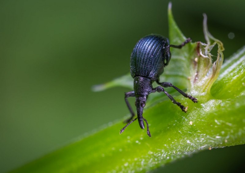 Lixus paraplecticus