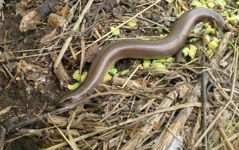 Водяной уж (Natrix tessellata)