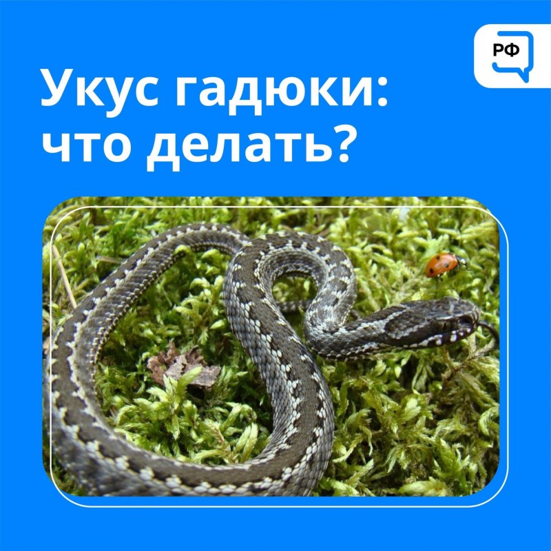 Прыткая ящерица и уж обыкновенный