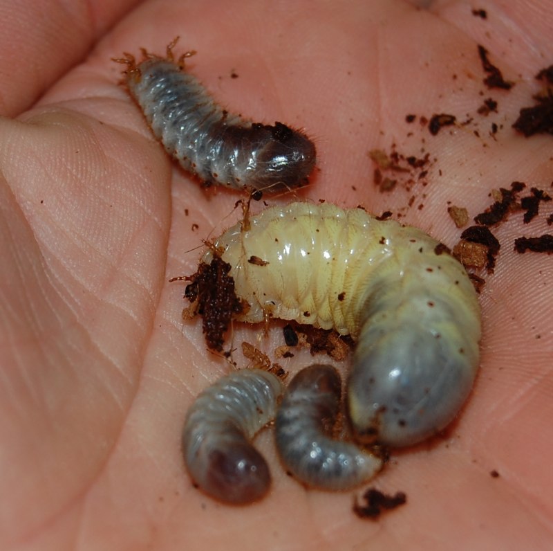 Жук личинка Pupa