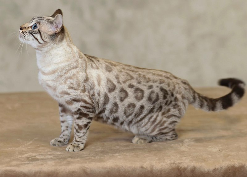 Кот бенгал снежный Барс