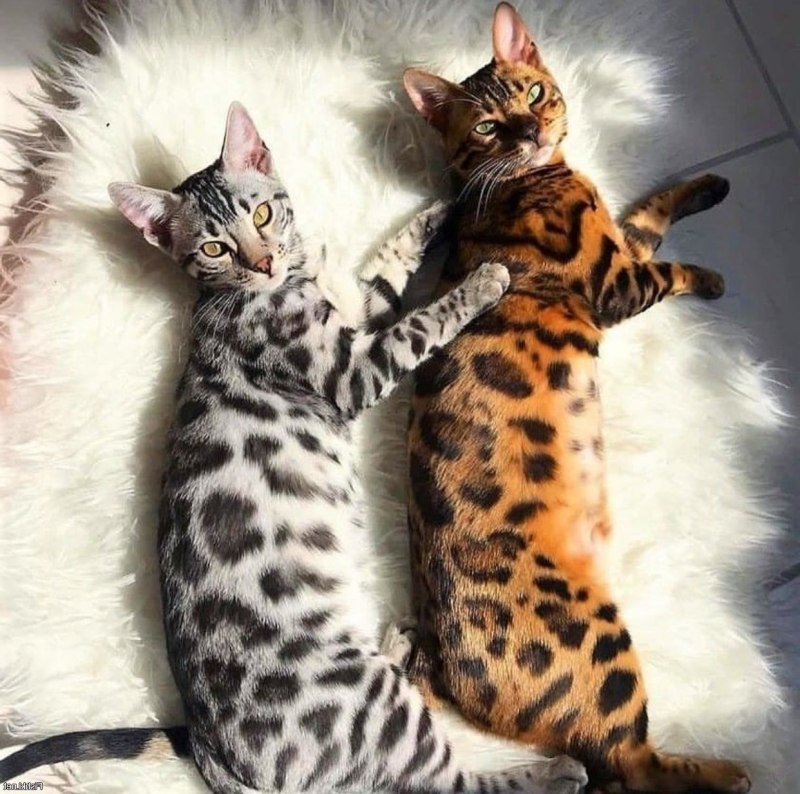 Белый бенгальский кот