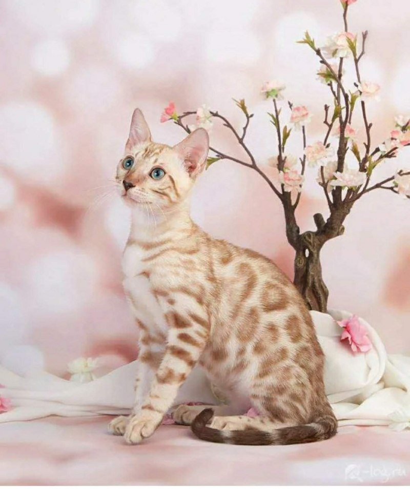 Бенгальский кот снежный Барс