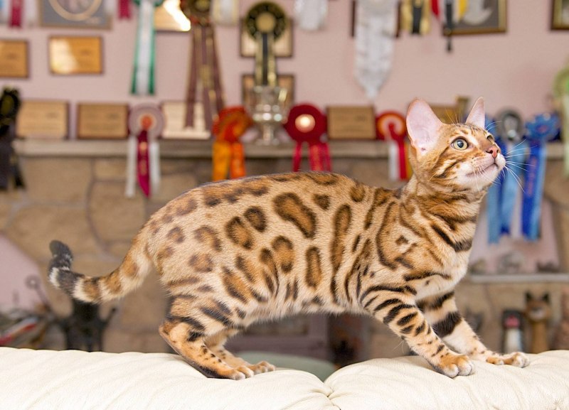 Снежный бенгальский котенок