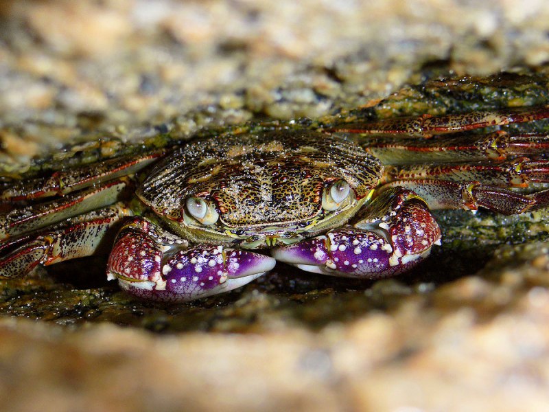 Imocaris tuberculata