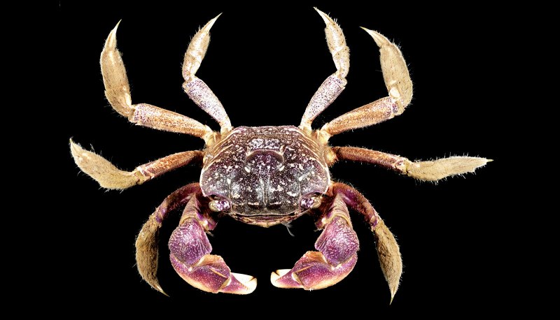 Краб рифовый/Liomera SSP.
