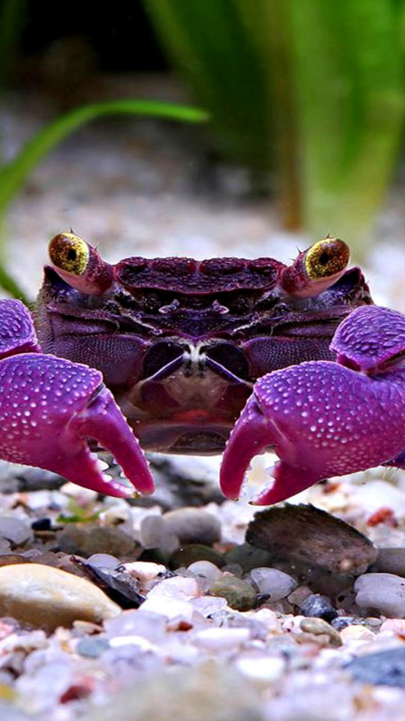 Cherax boesemani