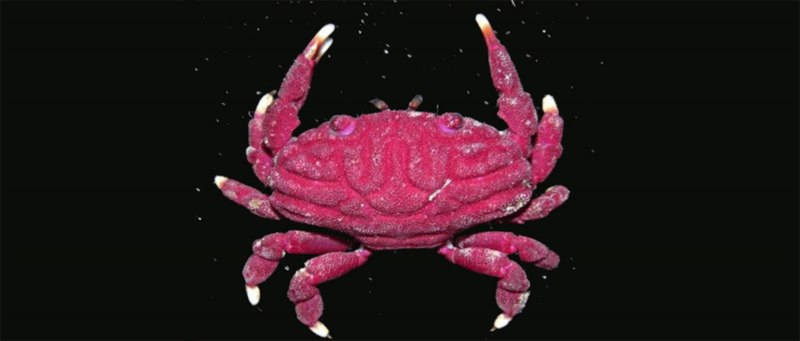 Purple Mash Crabs