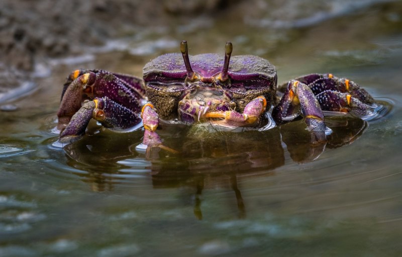 Водяной краб