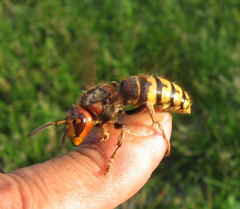 Vespa mandarinia Шершень